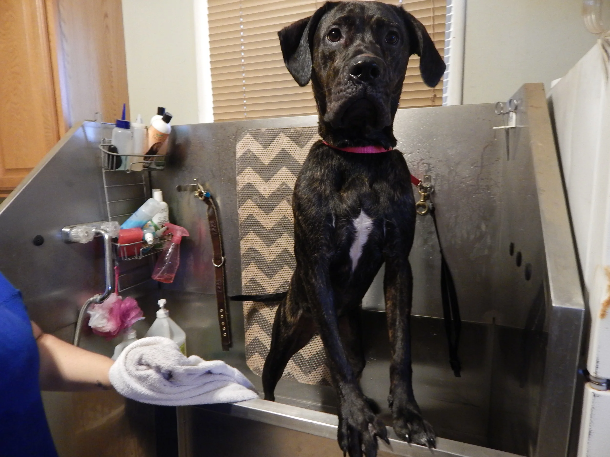 The Dawg House Playground Salon
